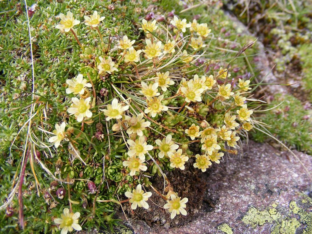 Saxifraga moschata Wulfen ???